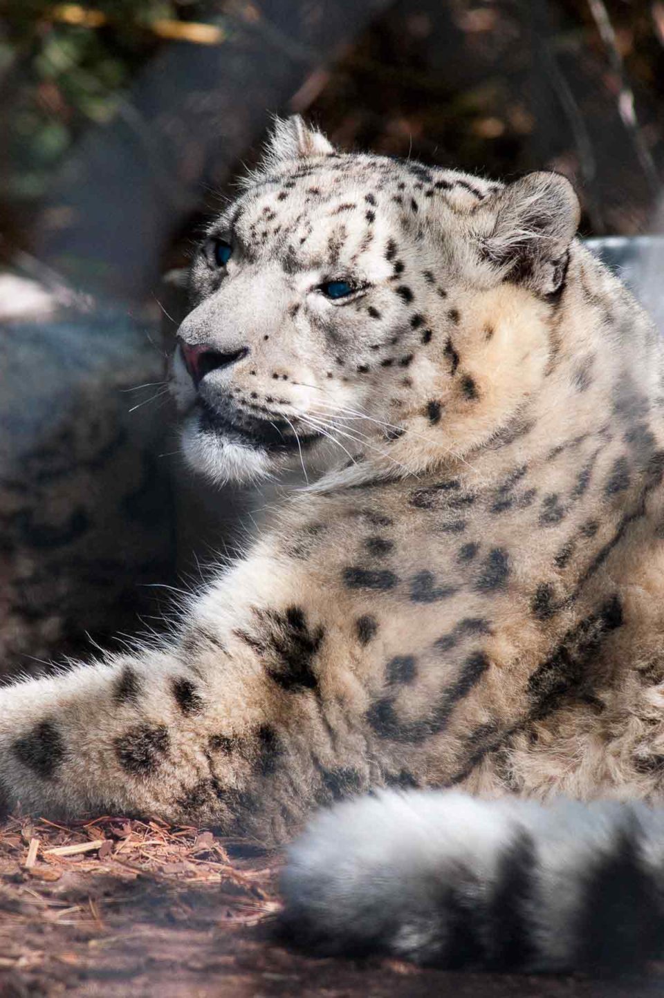 Snoozy Snow Leopard