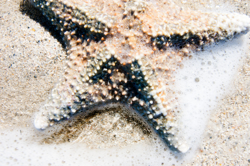 South Beach Starfish